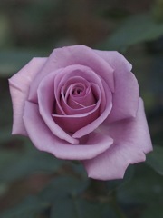 薔薇が咲きだしましたね