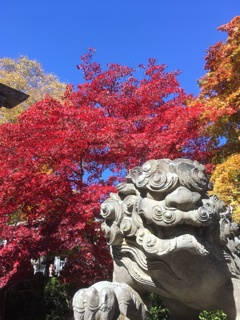 狛犬と紅葉&青空