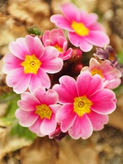 プリムラだったかな？