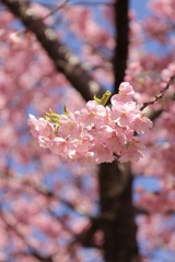 河津桜