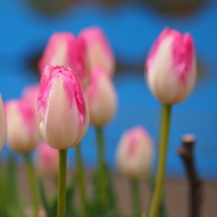 アイスチューリップ