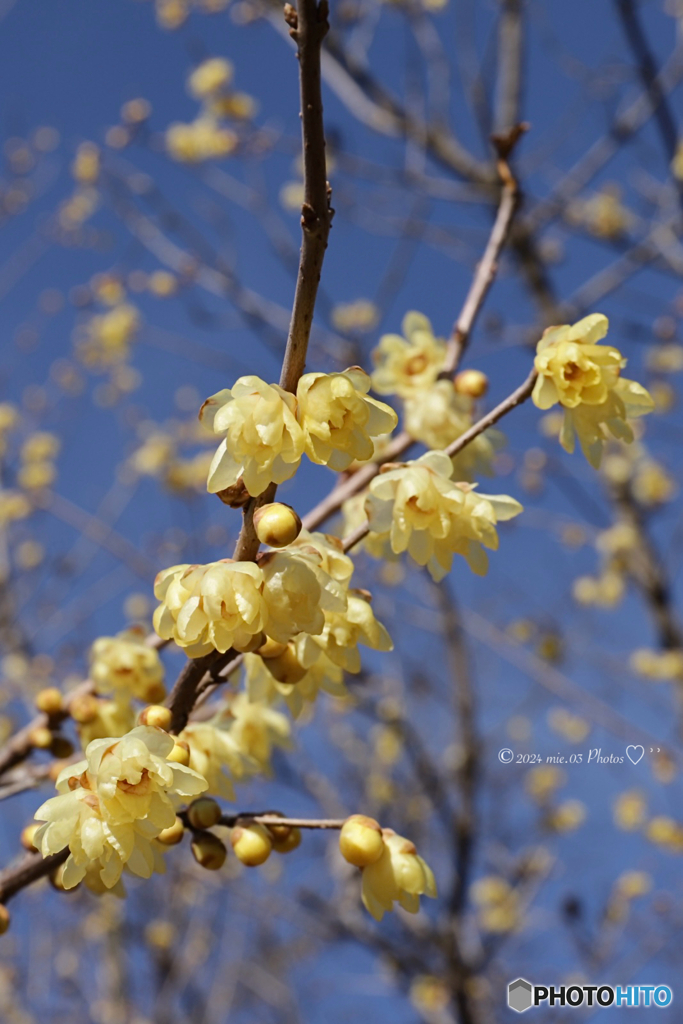 透き通る花