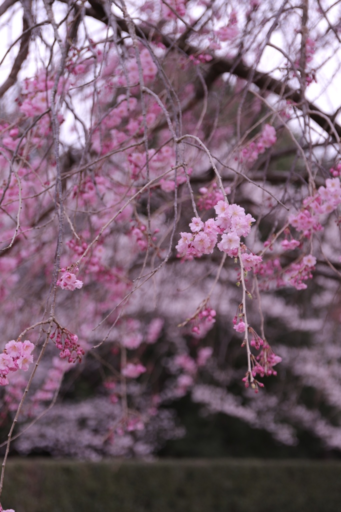 枝垂れ桜