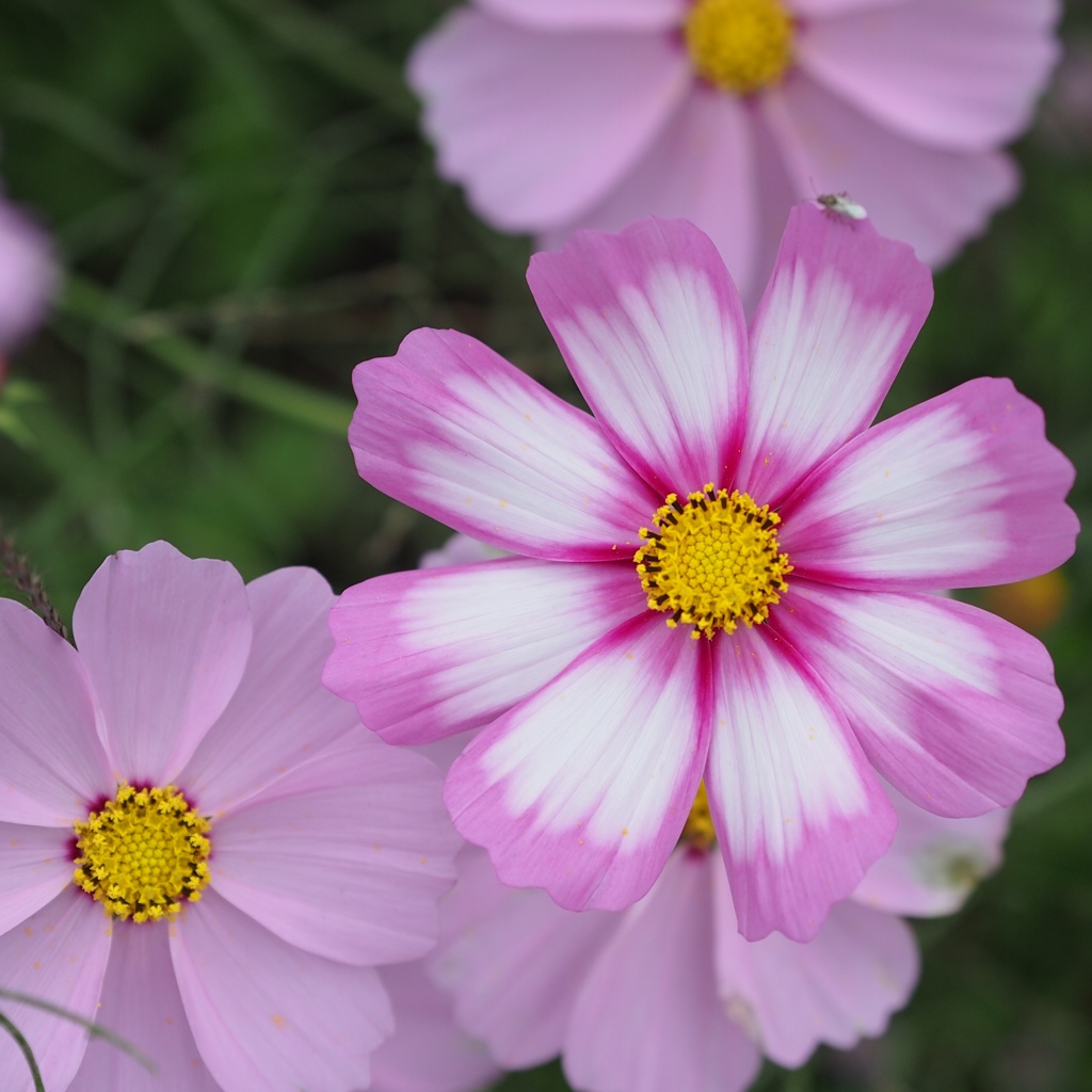 秋桜