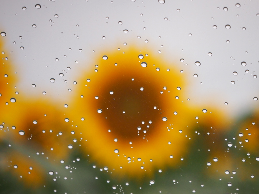 雨の日のﾟ･*:.｡. .｡.:*･゜ひまわり