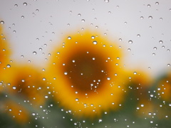 雨の日のﾟ･*:.｡. .｡.:*･゜ひまわり