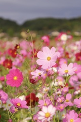 可愛い秋桜達