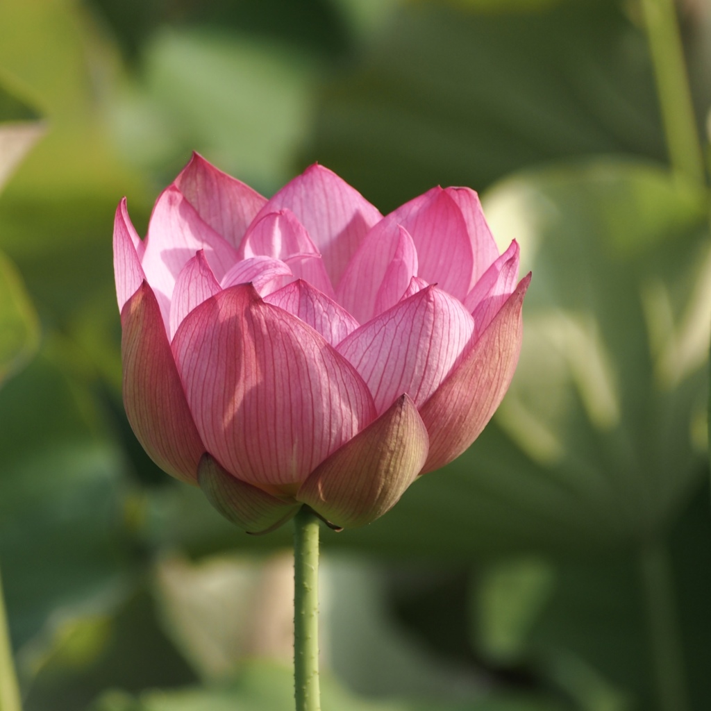 ハスの花