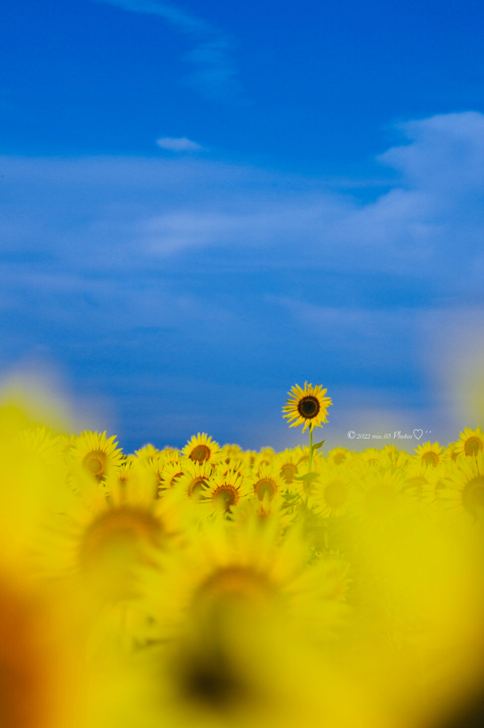 夏の定番