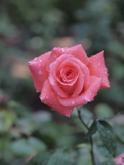 雨上がりの薔薇