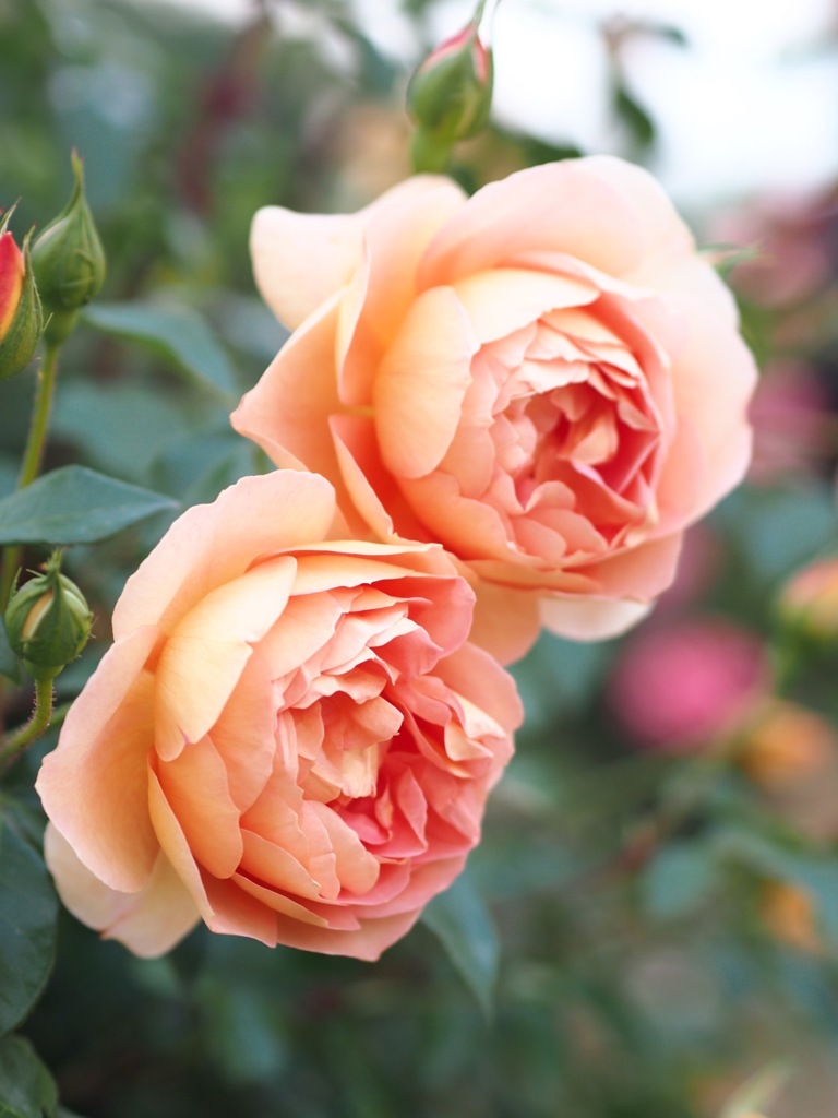 薔薇の季節
