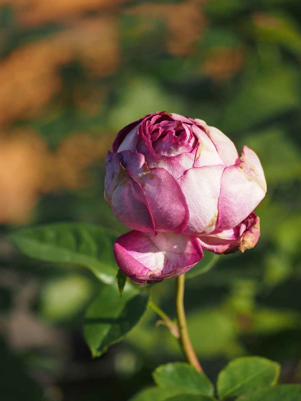 秋薔薇