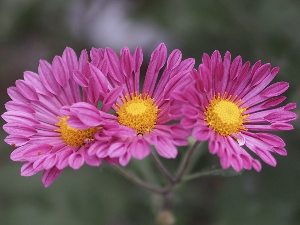 菊の花 色々