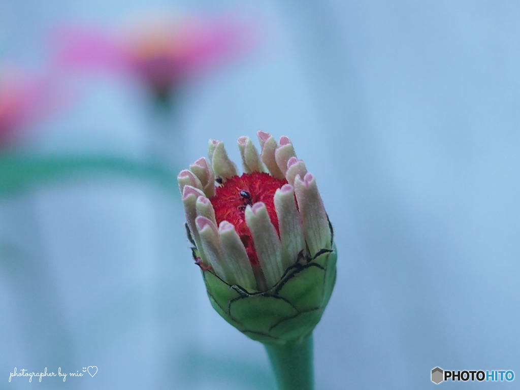 Zinnia