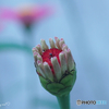 Zinnia