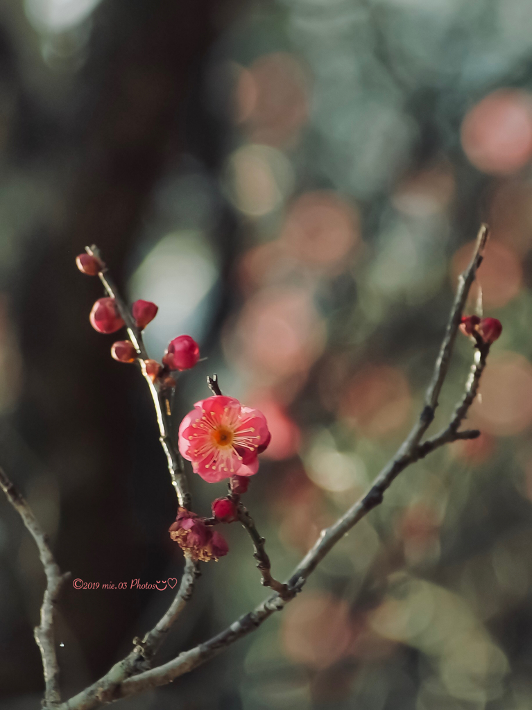 紅梅