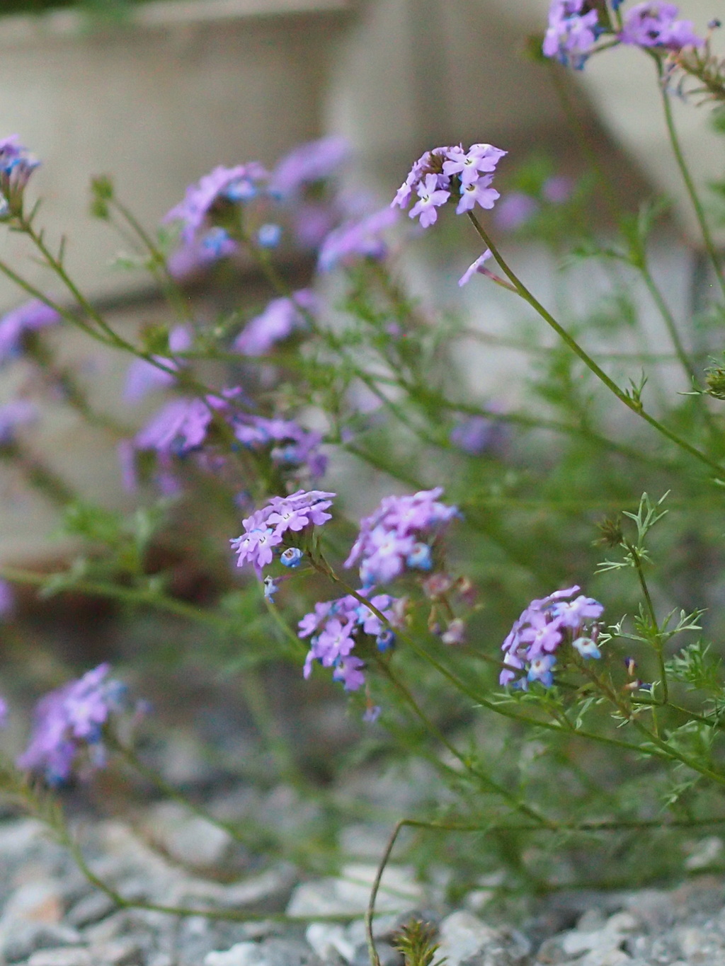 何の花かな？