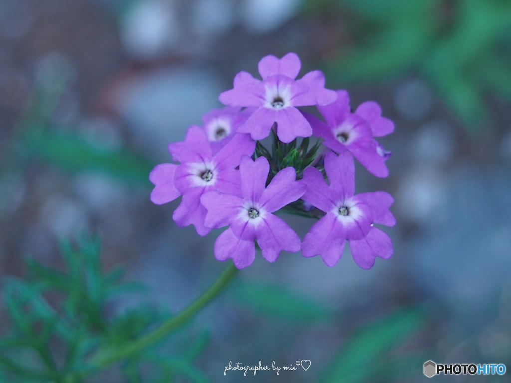 小さなお花