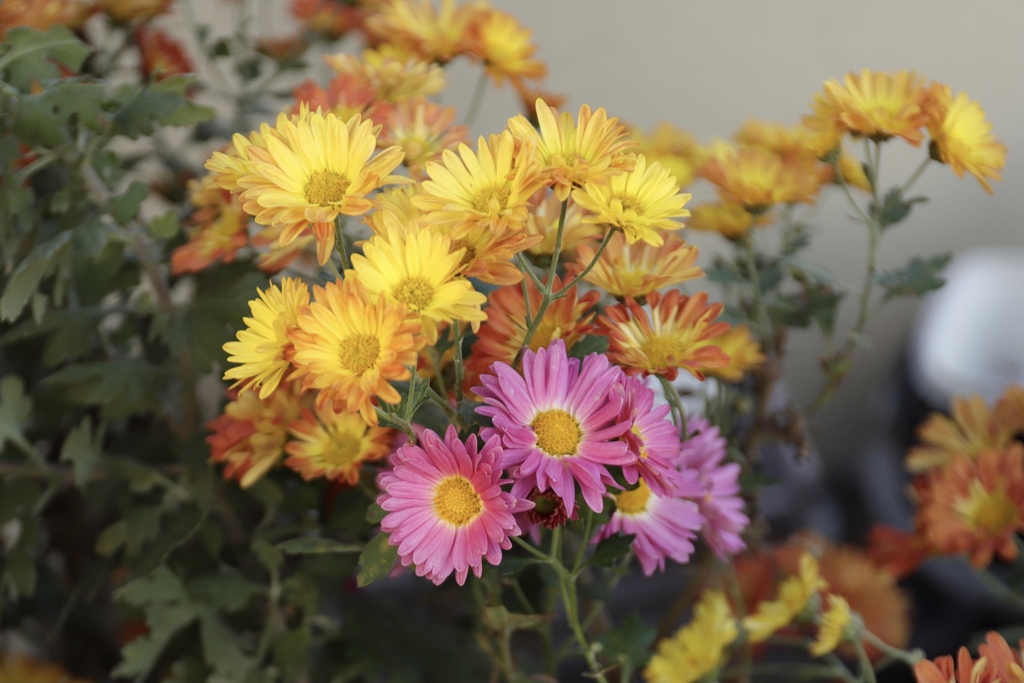 すみっこに咲く