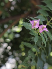 ブーゲンビリア