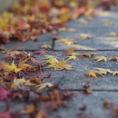 落ち葉