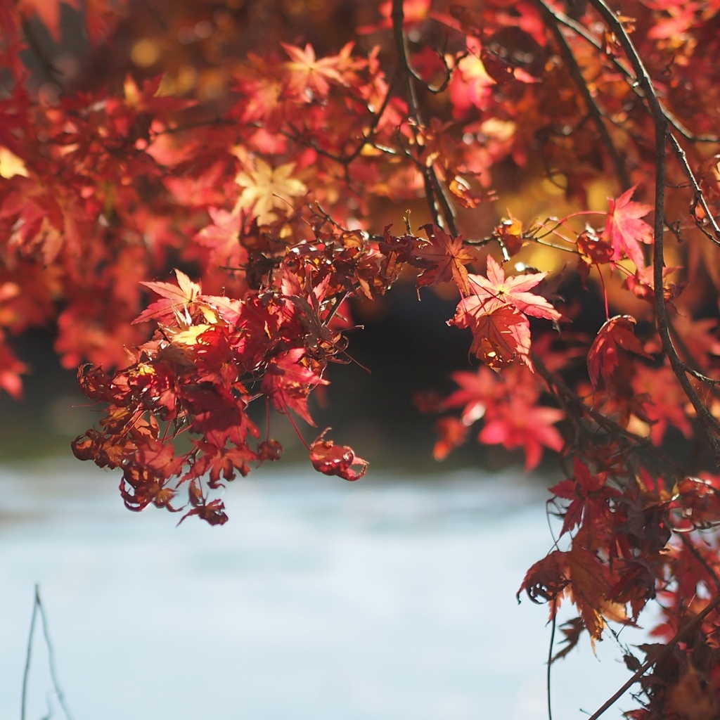 紅葉