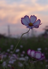 夕暮れのコスモス