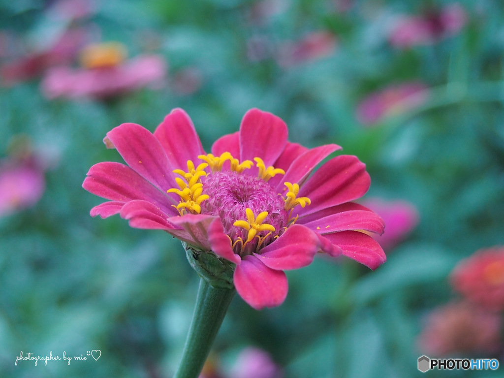 Zinnia(百日草)