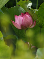 葉に隠れる美しき花