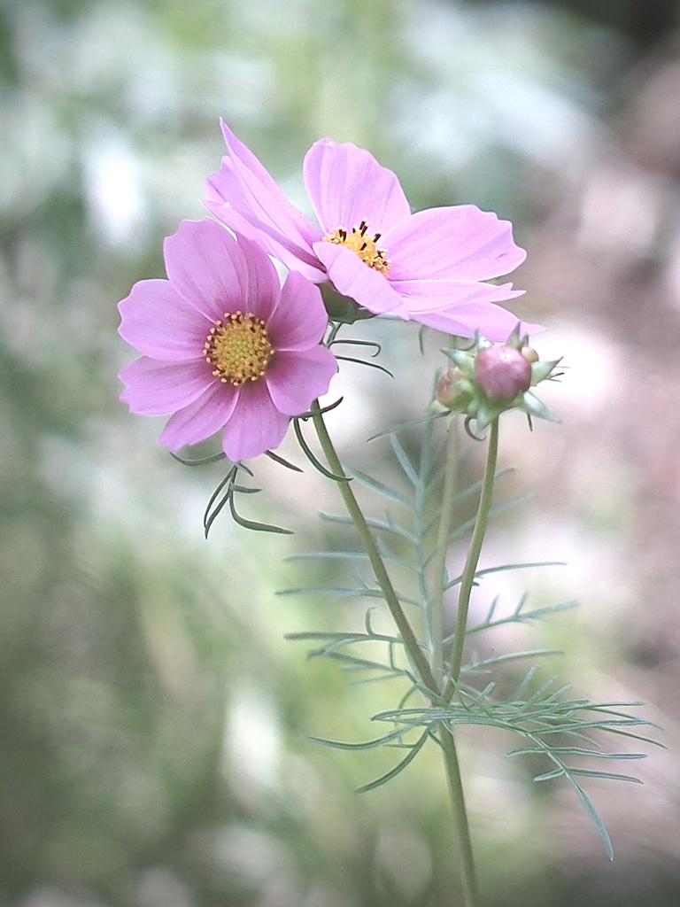 秋桜