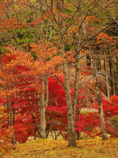 紅葉