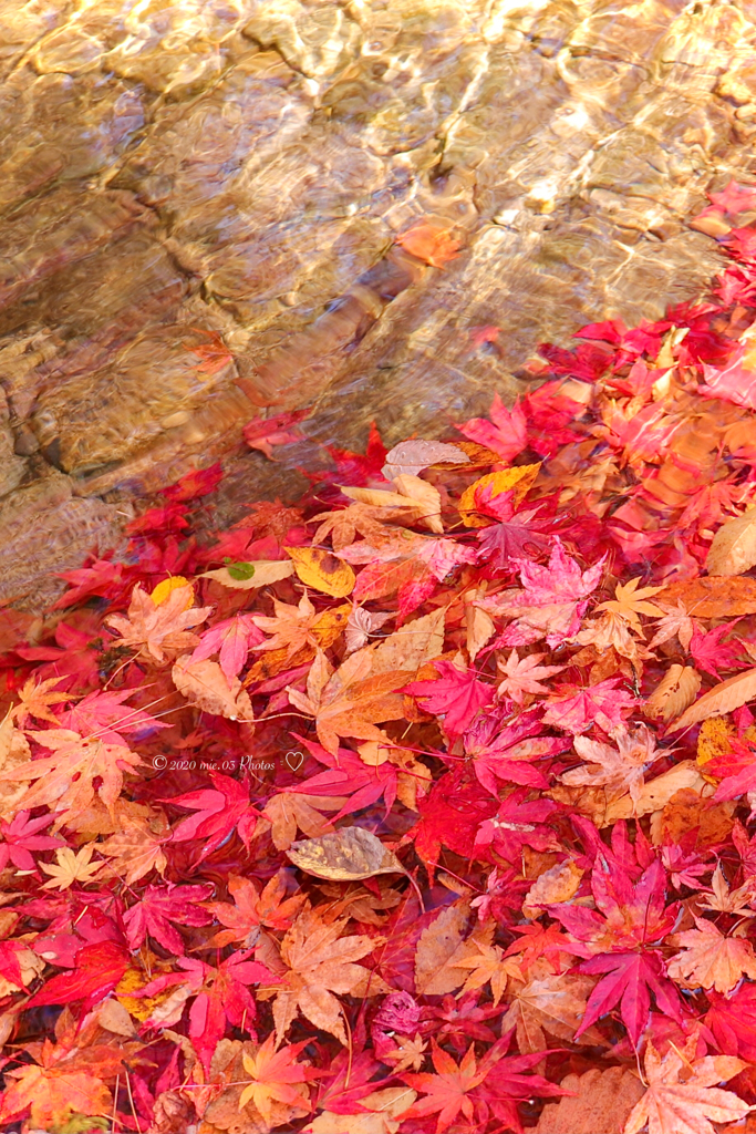 散ってもなお美しい紅葉