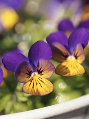 庭のビオラ