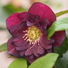 クリスマスローズ