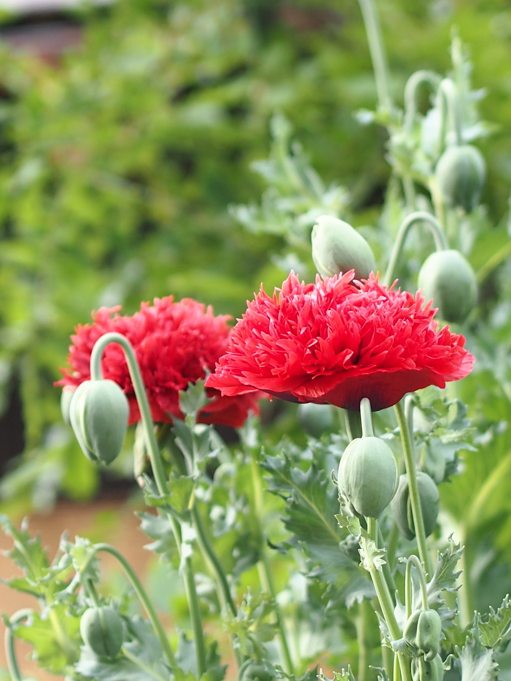 八重の芥子