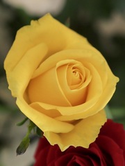 ビタミンカラー