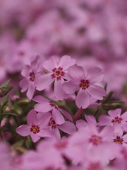 我が家の芝桜