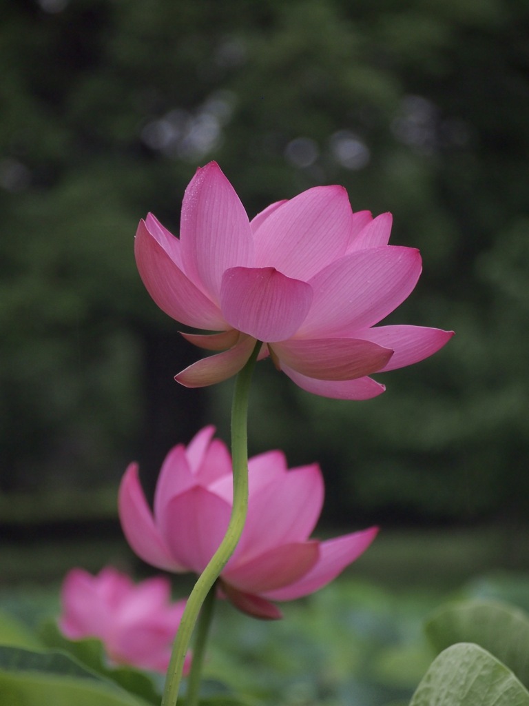 ハスの花