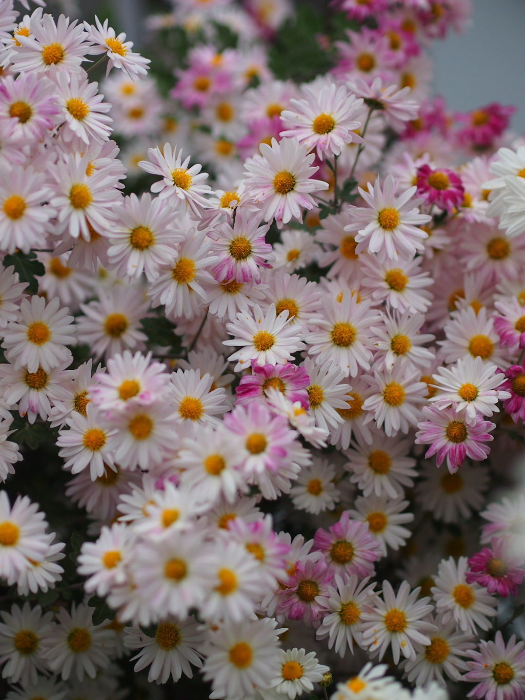 菊の花