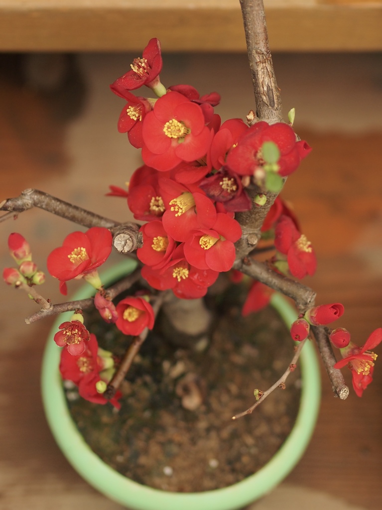 木瓜の花