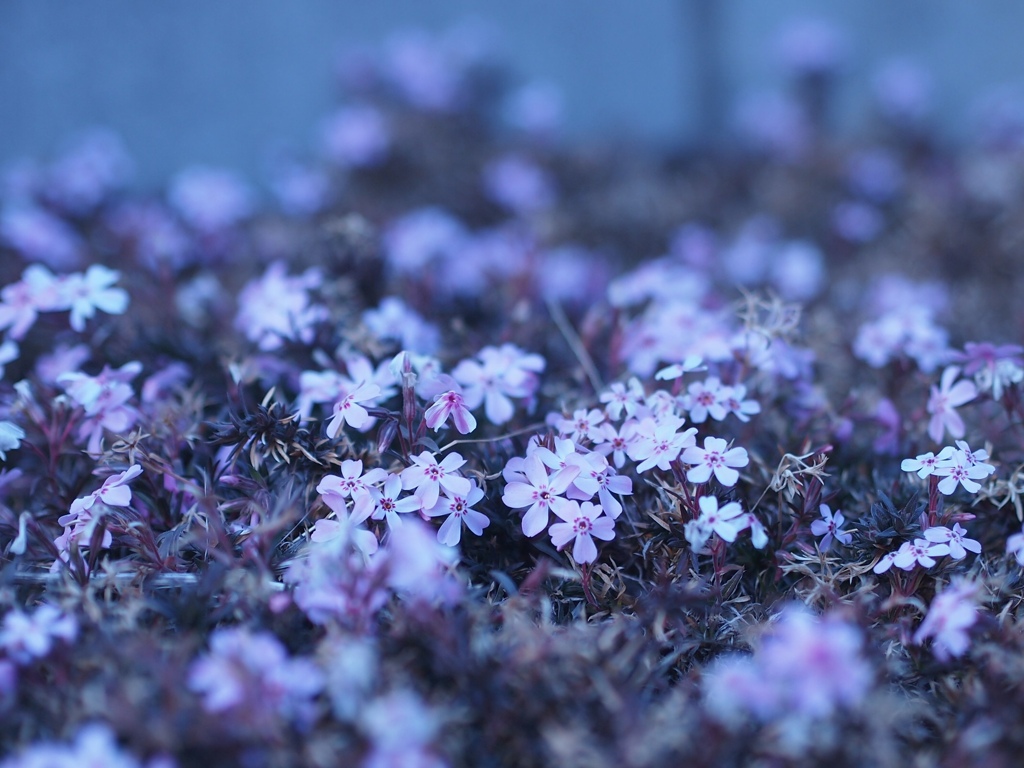 桜でも…