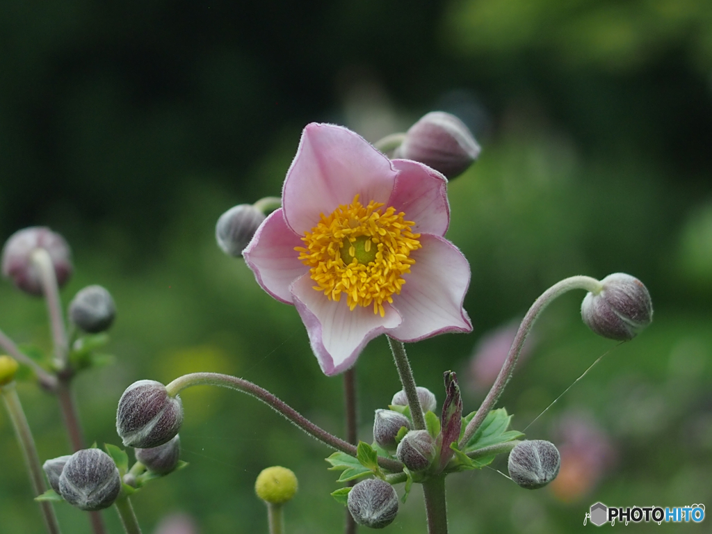 秋明菊