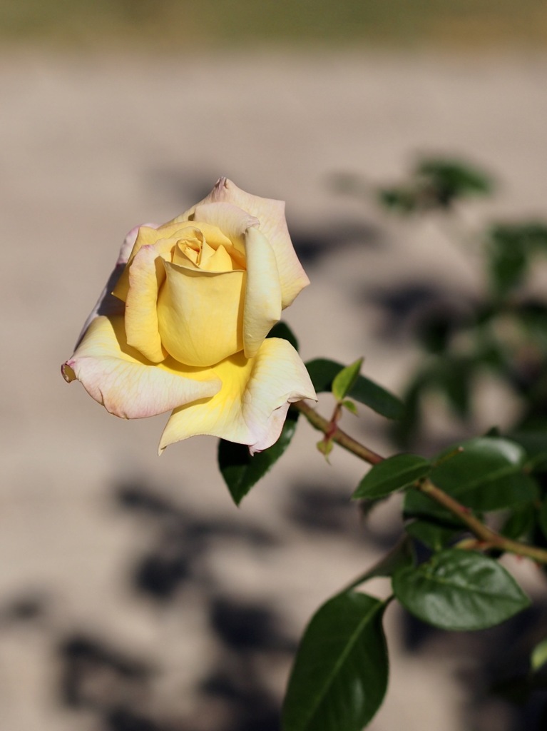 1秋薔薇