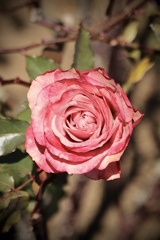 初冬の薔薇