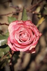 初冬の薔薇