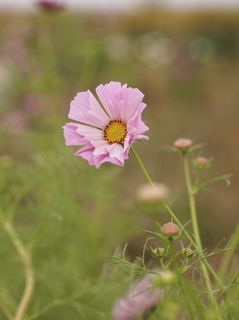 秋桜