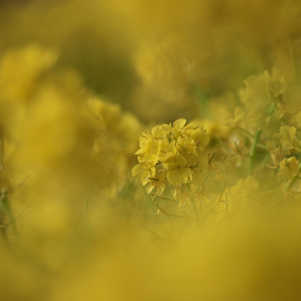 菜の花畑