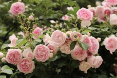 春薔薇