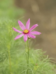 今年初秋桜