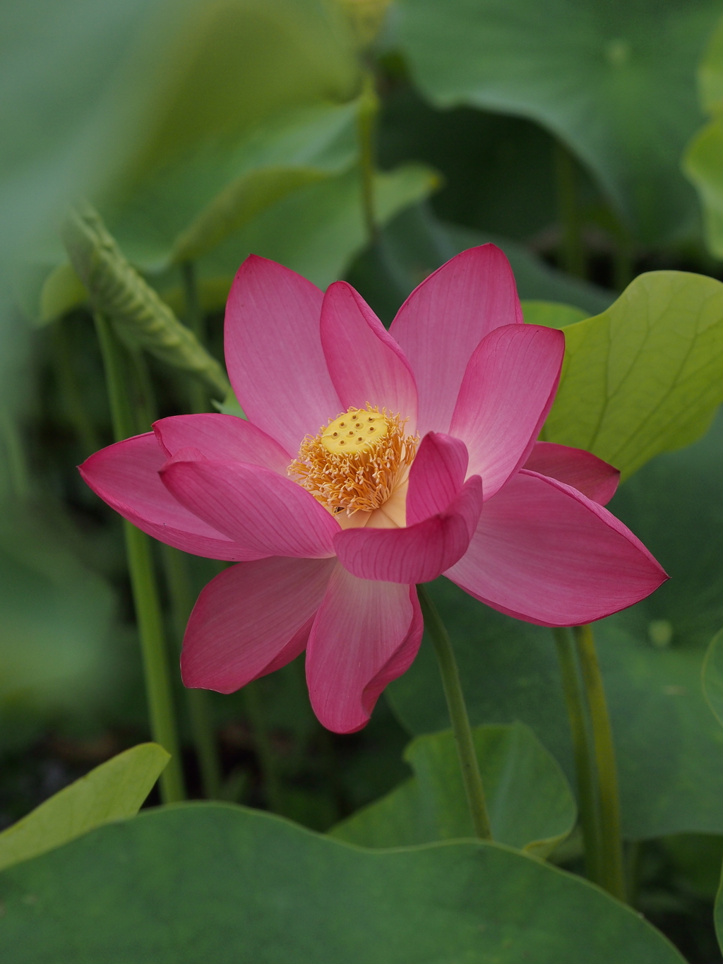 ハスの花